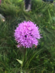 Traunsteinera globosa