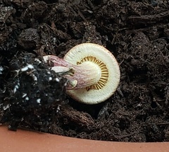 Gymnopilus luteofolius