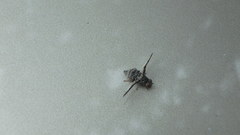 Callopistromyia strigula