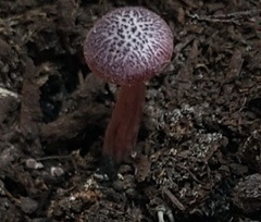 Gymnopilus luteofolius