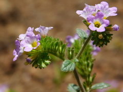 Phacelia suaveolens
