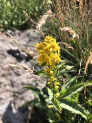 Solidago virgaurea virgaurea