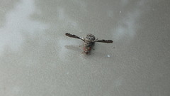 Callopistromyia strigula