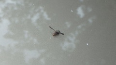 Callopistromyia strigula