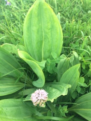Traunsteinera globosa