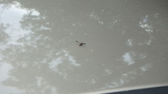 Callopistromyia strigula