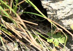 Gloydius himalayanus