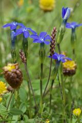 Gentiana rostanii