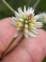 Pfaffia tuberosa