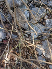 Hesperis pycnotricha