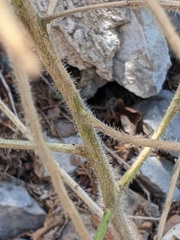Hesperis pycnotricha