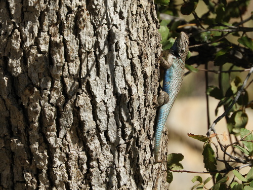 Clark's Spiny Lizard