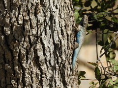 Clark's Spiny Lizard photo 5