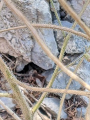 Hesperis pycnotricha