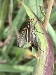 Epicauta vittata