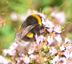 Bombus terrestris dalmatinus
