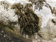 Cinclidotus fontinaloides