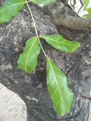 Kigelia africana africana