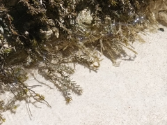 Cinclidotus fontinaloides