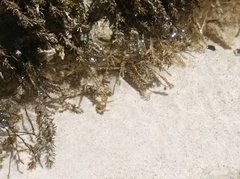 Cinclidotus fontinaloides