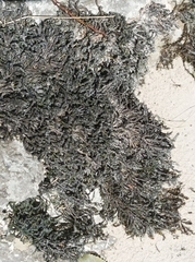 Cinclidotus fontinaloides