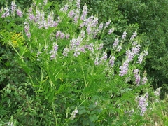 Galega