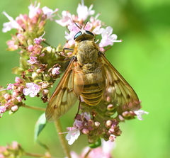 Pangonius pyritosus
