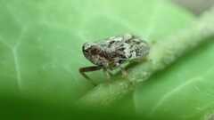 Issus coleoptratus