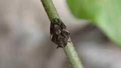 Issus coleoptratus