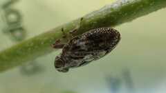 Issus coleoptratus