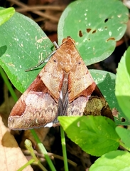 Melipotis fasciolaris