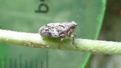 Issus coleoptratus