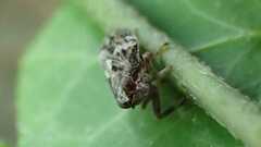Issus coleoptratus