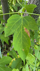 Acer negundo