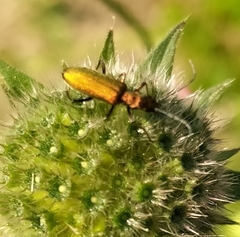 Chrysanthia geniculata