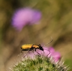 Chrysanthia geniculata