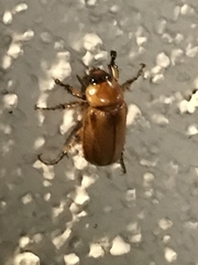 Cyclocephala pasadenae