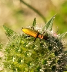 Chrysanthia geniculata