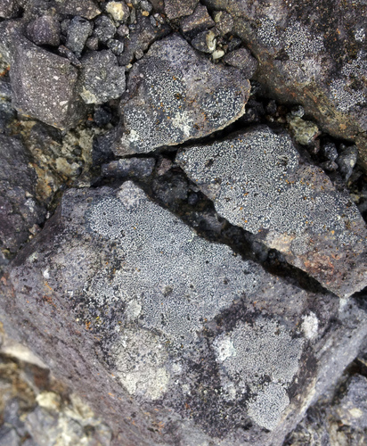 Buellia cranwelliae image