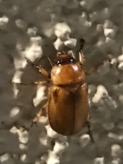 Cyclocephala pasadenae