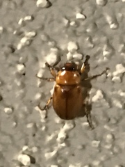 Cyclocephala pasadenae