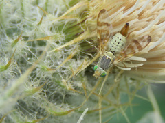 Terellia occidentalis