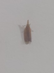 Rentinus dilatatus