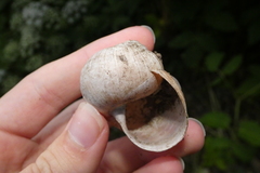 Helix pomatia
