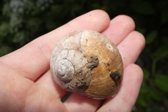 Helix pomatia