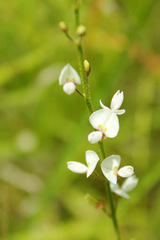 Desmodium sessilifolium
