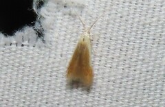 Coleophora cretaticostella