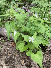 Viola canadensis scopulorum