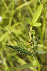 Desmodium sessilifolium