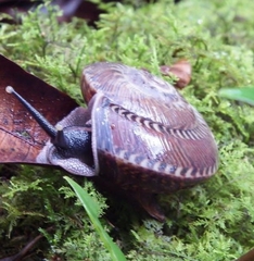 Solaropsis gibboni